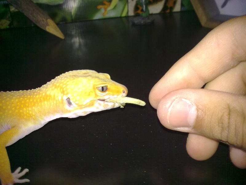 mes premier gecko leo! 30072011