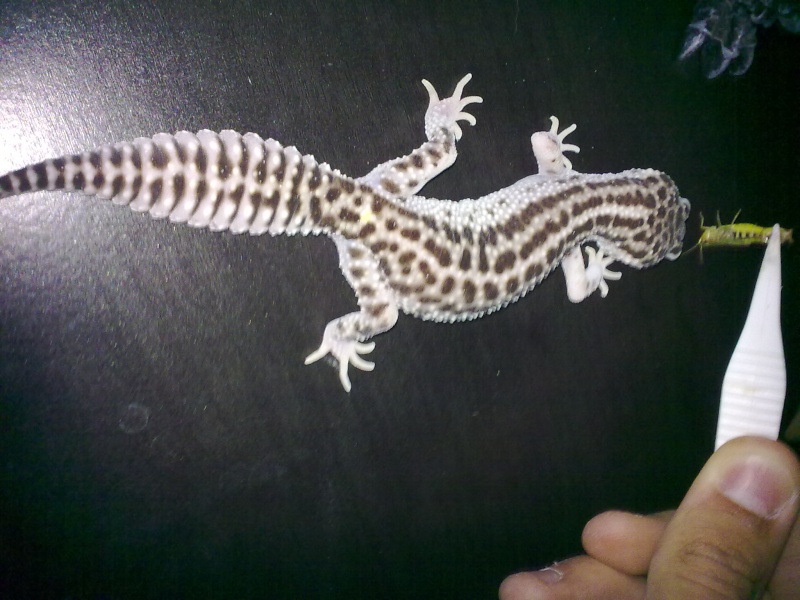 mes premier gecko leo! 30072012