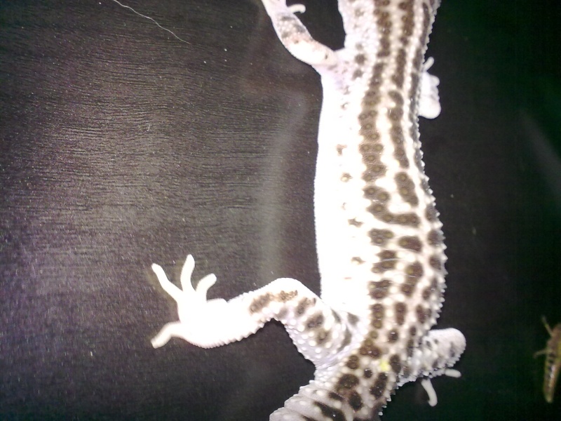 mes premier gecko leo! 30072013