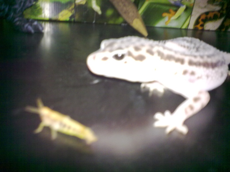 mes premier gecko leo! 30072014