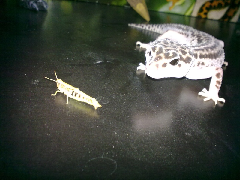 mes premier gecko leo! 30072015