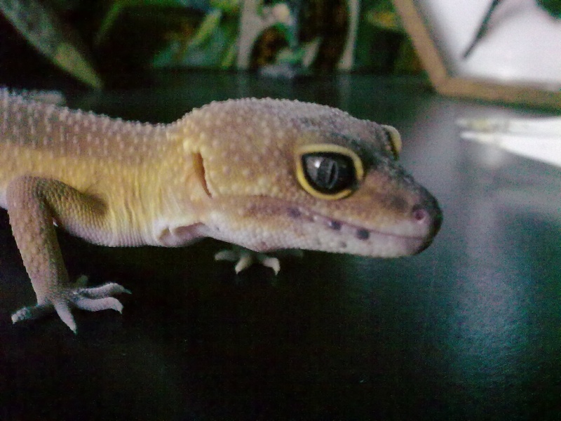 mes premier gecko leo! 30072018