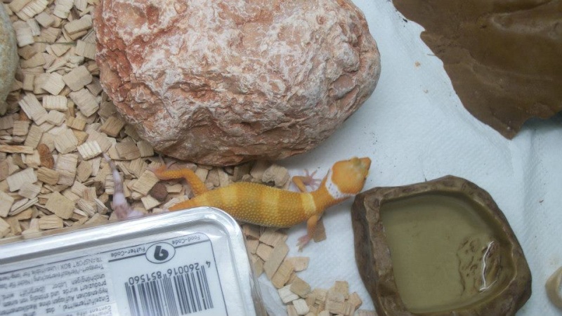 mes premier gecko leo! 30349210