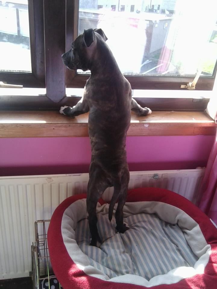 <3 my staffie marley  <3 52538110