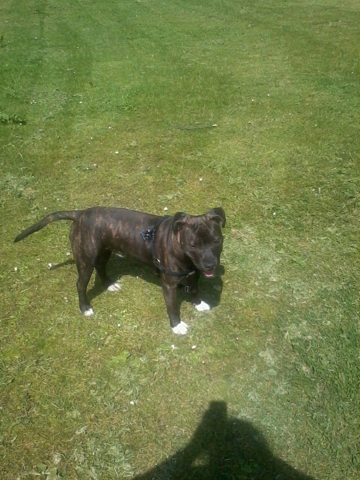 <3 my staffie marley  <3 60047810