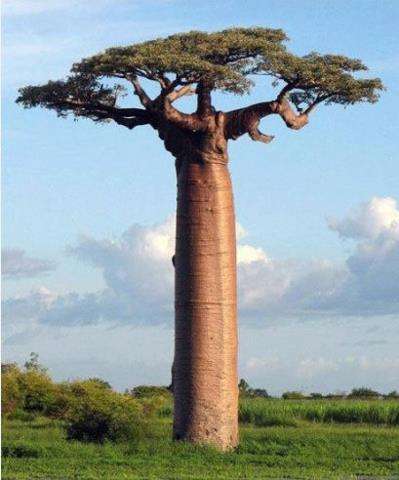 ولله في خلقه شؤون صورة لأغرب شجرة في جنوب إفريقيا  Helpub17