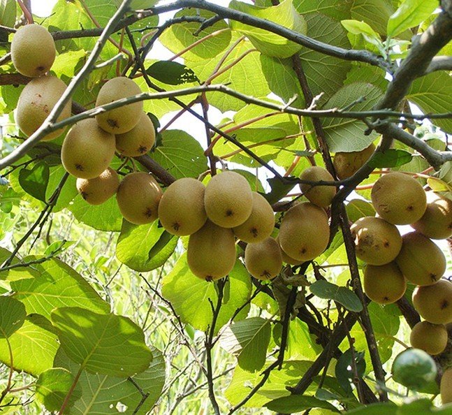 Kiwi fruit: Health benefits of the green fuzzy fruit Kiwi-f11