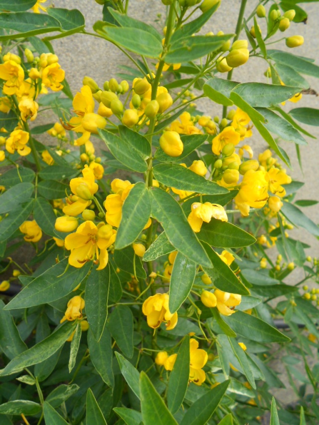 mon petit jardin plougoulmois - Page 2 13_09_19