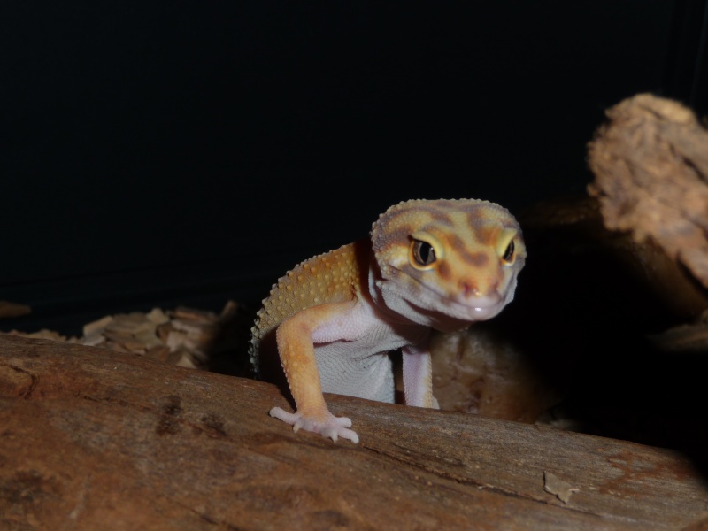 photo demes 4 gecko leopard  P1010114