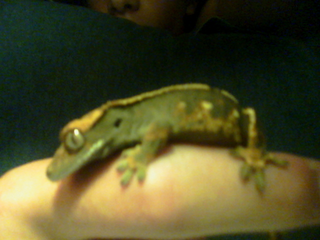 this is my gecko 2012_012