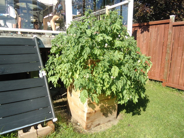 Potatoes - Potato Growing Methods - Page 8 After11