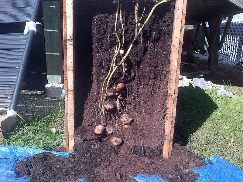 Potatoes - Potato Growing Methods - Page 8 Tower10