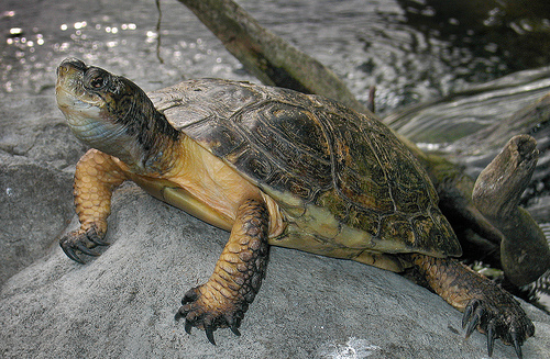 Especies de tortugas del mundo (Imagenes). 19740810