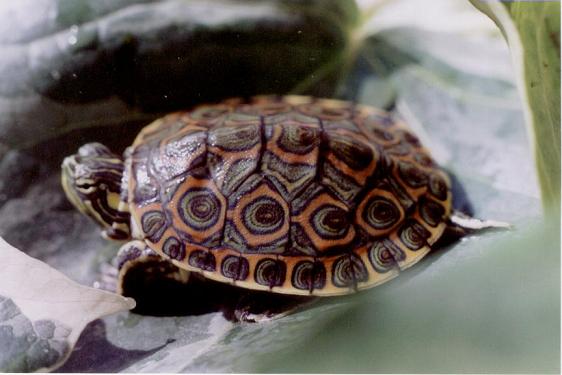 Especies de tortugas del mundo (Imagenes). 42394210