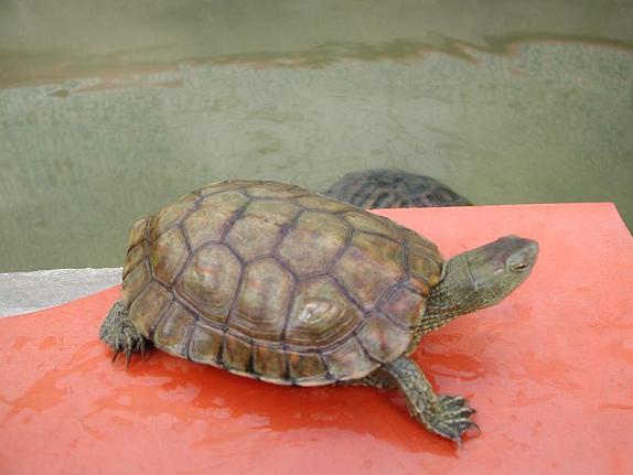 Especies de tortugas del mundo (Imagenes). 42497410