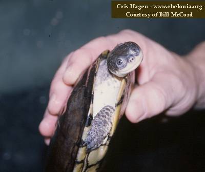 Especies de tortugas del mundo (Imagenes). Acanth11