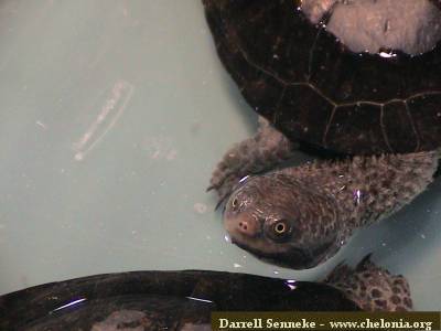 Especies de tortugas del mundo (Imagenes). Aspyxi10