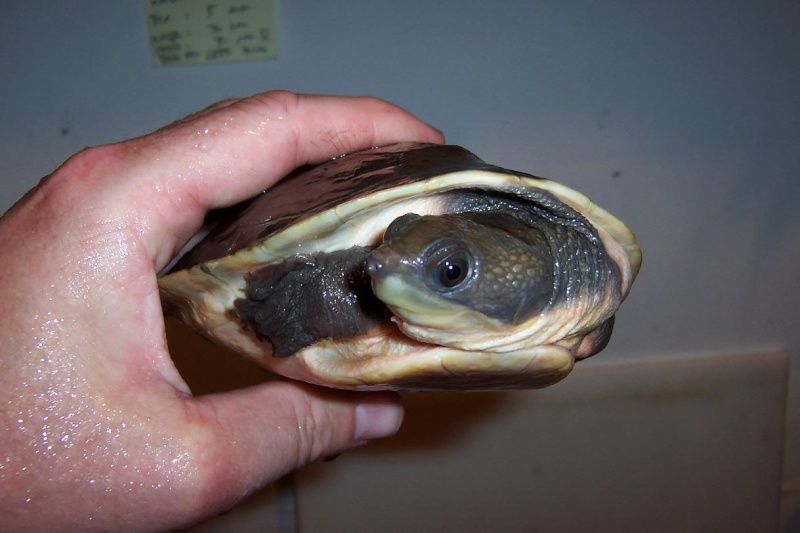 Especies de tortugas del mundo (Imagenes). Brand010
