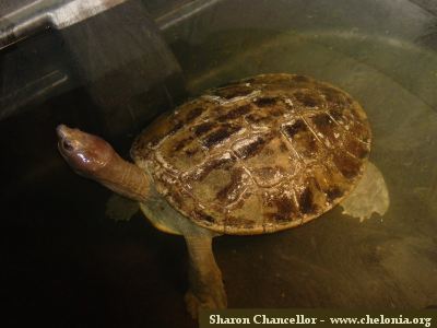 Especies de tortugas del mundo (Imagenes). Callag11