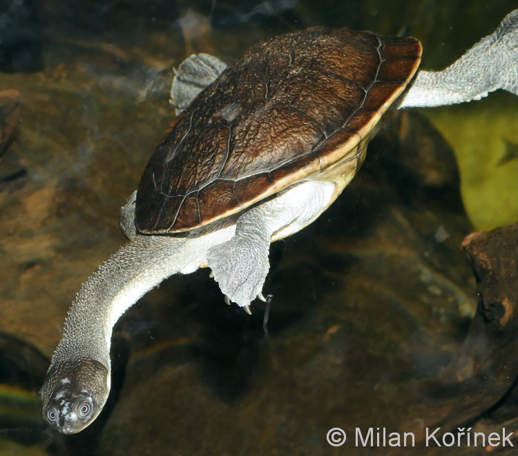 Especies de tortugas del mundo (Imagenes). Chelod10