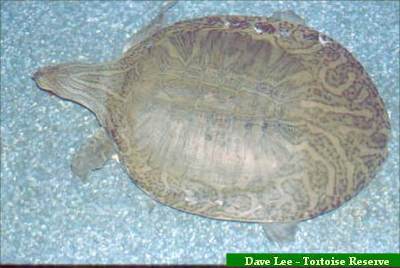 Especies de tortugas del mundo (Imagenes). Chitra10