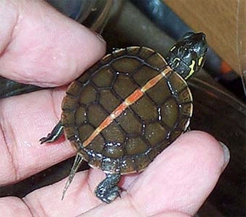 Especies de tortugas del mundo (Imagenes). Chryse11