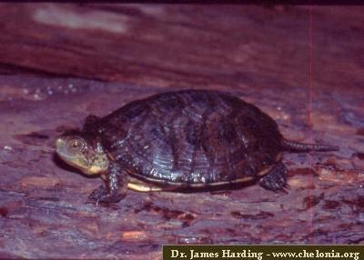 Especies de tortugas del mundo (Imagenes). Cmarmo10