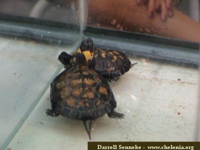 Especies de tortugas del mundo (Imagenes). Cmuleb10