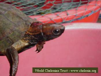 Especies de tortugas del mundo (Imagenes). Cyclem11
