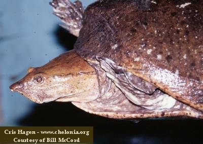 Especies de tortugas del mundo (Imagenes). Cyclod10