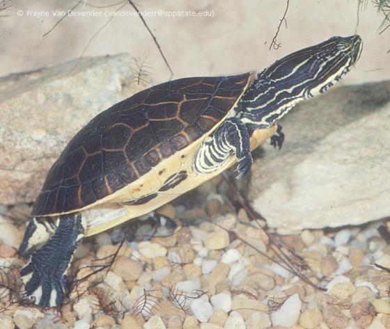 Especies de tortugas del mundo (Imagenes). Deiroc10