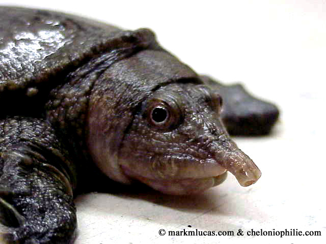 Especies de tortugas del mundo (Imagenes). Dogani10