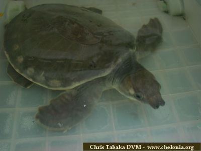Especies de tortugas del mundo (Imagenes). Dsc00010