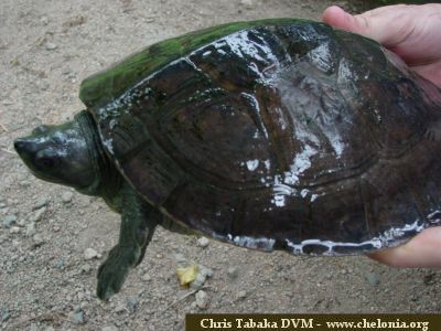 Especies de tortugas del mundo (Imagenes). Dsc00310