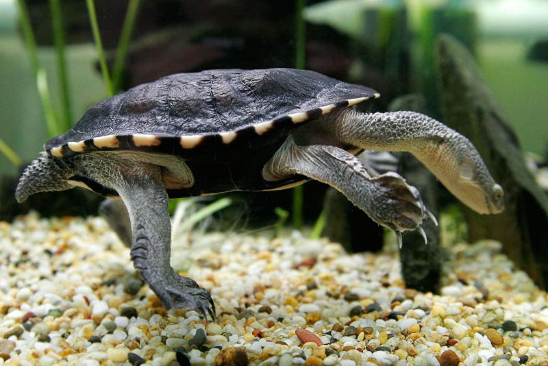 Especies de tortugas del mundo (Imagenes). Easter10