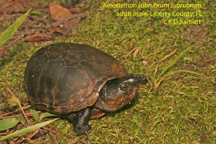 Especies de tortugas del mundo (Imagenes). Easter11
