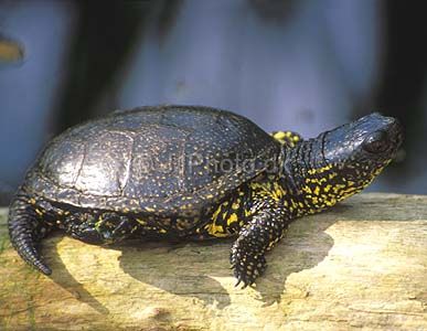 Especies de tortugas del mundo (Imagenes). Emys_o10