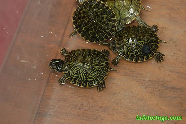Especies de tortugas del mundo (Imagenes). Expote11