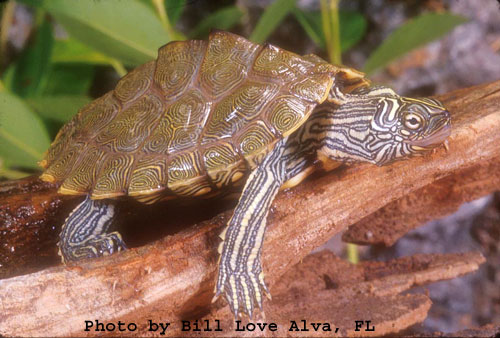 Especies de tortugas del mundo (Imagenes). Gc_bil10