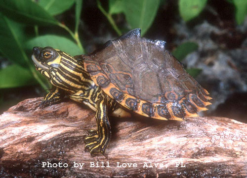Especies de tortugas del mundo (Imagenes). Gg_bil10