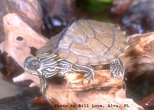 Especies de tortugas del mundo (Imagenes). Gpulch10