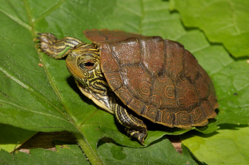 Especies de tortugas del mundo (Imagenes). Grapte11