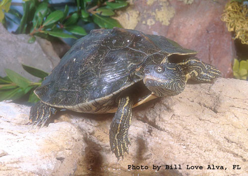 Especies de tortugas del mundo (Imagenes). Gversa10
