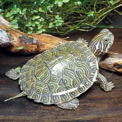 Especies de tortugas del mundo (Imagenes). Jpg_c-10