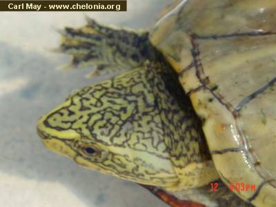 Especies de tortugas del mundo (Imagenes). Kbauri10