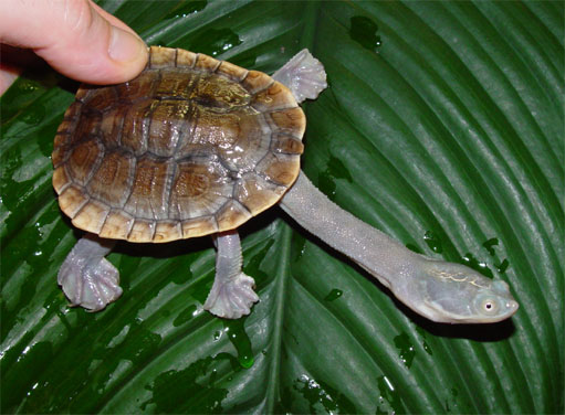 Especies de tortugas del mundo (Imagenes). M_expa10