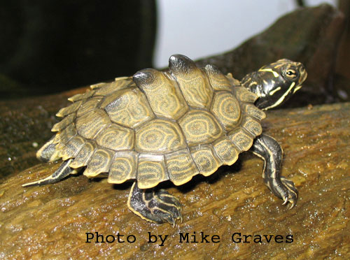 Especies de tortugas del mundo (Imagenes). Mpgnd10