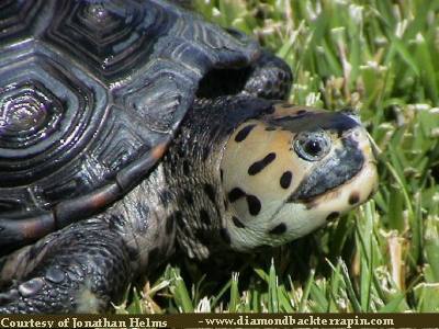 Especies de tortugas del mundo (Imagenes). Mtpile10
