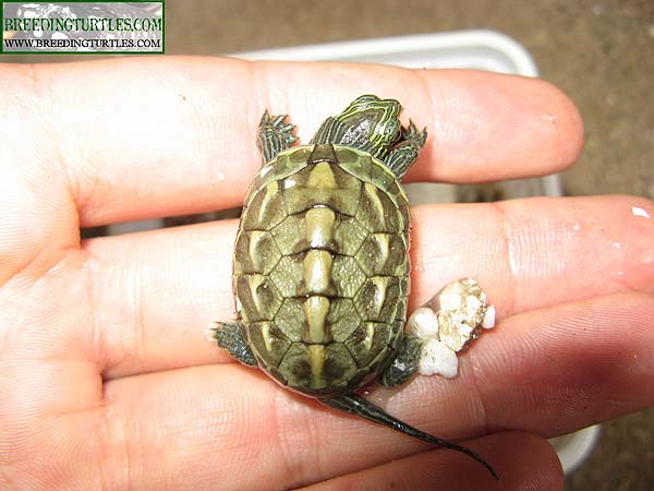 Especies de tortugas del mundo (Imagenes). Ocadia10