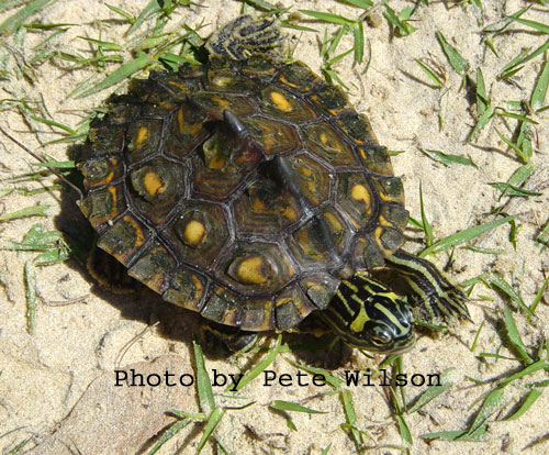Especies de tortugas del mundo (Imagenes). Pwgf210